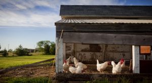 Inilah Komponen Penting dalam Kandang Ayam Minimalis