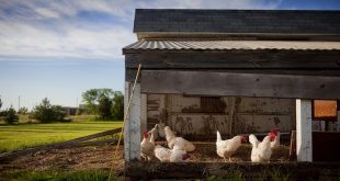 Inilah Komponen Penting dalam Kandang Ayam Minimalis